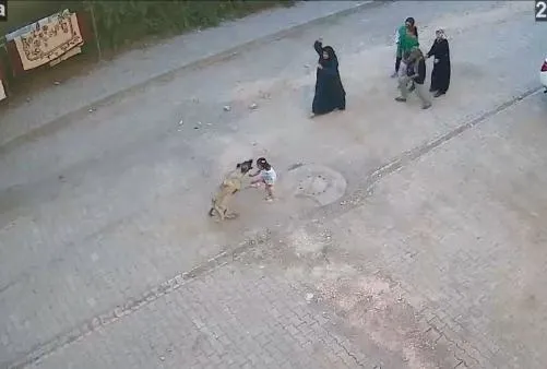 Her saniyesi dehşet! Sokak köpeği küçük kıza saldırdı