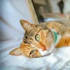 Kanser tedavisinde ezber bozan gelişme: Kedilerin genetik haritası insanlarla aynı çıktı!