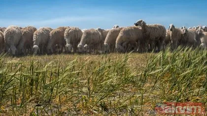 Yıllık 2,5 milyon ton buğday üretilen Konya Ovası kuraklık nedeniyle ekim yapılamayınca koyunlar için mera oldu