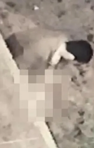 SON DAKİKA: Sakarya'da iğrenç olay: Köpeğe taciz güvenlik kamerasında