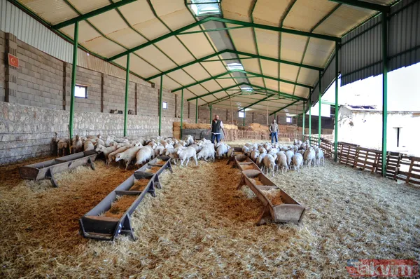 Abi-kardeş kariyerlerini bıraktılar 800 hayvanlı sürü sahibi oldular - 1