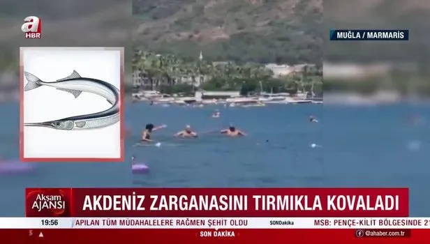 Marmaris’te zarganayı köpek balığı sanıp tırmıkla kovaladılar! İşte o anlar