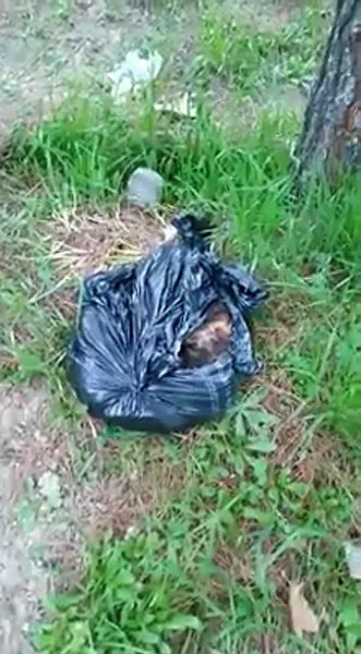 Denizli'de ormanlık alanda dehşet! Poşetlerin içinden 6 kedi ölüsü bulundu-3
