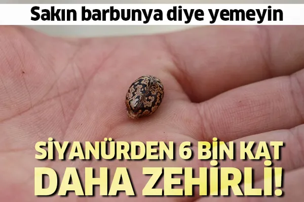 Son dakika: Dikkat! Siyanürden 6 bin kat daha zehirli!-1