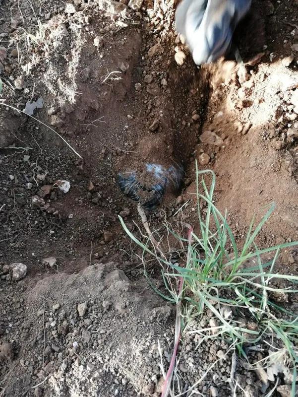 Son dakika haberi: Kurt Kapanı Operasyonu'nda bulunan telsiz komutalı patlayıcı düzeneği imha edildi-3