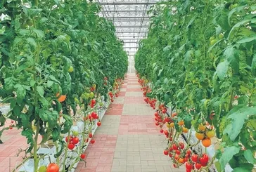 ’Dikey tarım geleceğin tarım modeli’