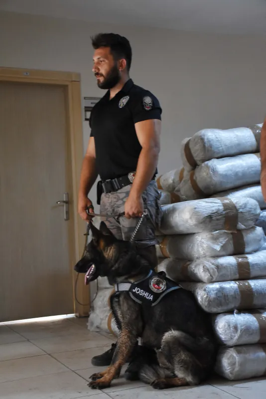 Milas'ta uyuşturucu şebekesine operasyon: 1,5 ton Skunk ele geçirildi - 3