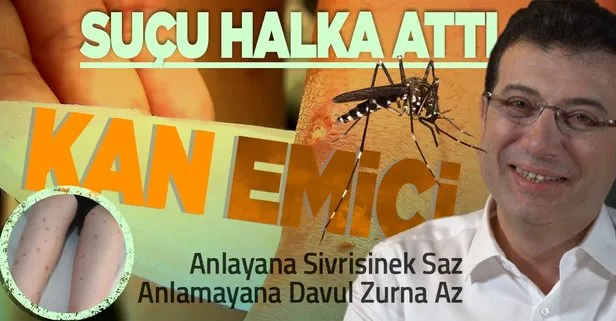 İstanbul’da şimdi de büyük yara oluşturan sivrisinek üremeye başladı! İBB, ilaçlama yapacağına mesaj gönderdi