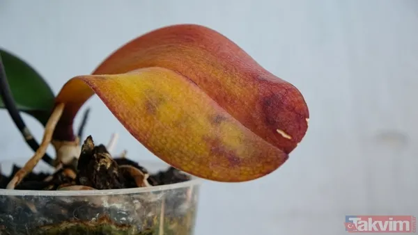 🌺 Orkidelerinize Doğal Bir Besin Desteği Sağlamak İçin Muz Kabuklarını Küçük Parçalara Kesip, Bir Gün Boyunca Suda Bekletin. Ardından Bu Suyu Orkidelerinizi...