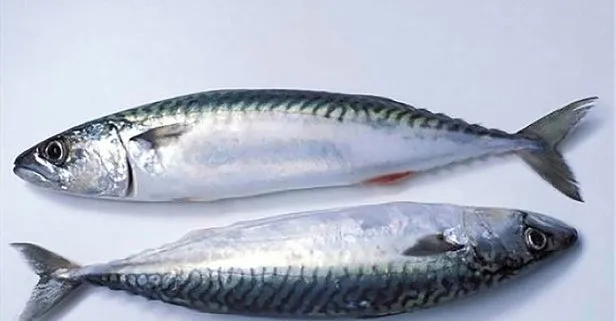 Bu balıktan 1 tabak yiyenler kolesterolü hayatından silip atıyor! Kış ayında D vitamini depolarını tıkayacak
