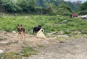 Vatandaştan mama lobisine sert tepki