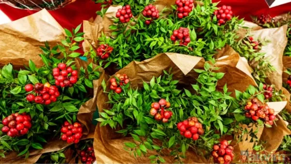 Kokina buketi suya konulur mu, nasıl saklanır? Bu püf noktayla evde ilk günkü gibi kalıyor - 4