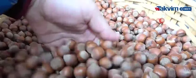 Fındık fiyatlarında son dakika durum ne? Kabuklu fındık fiyatı ne kadar oldu?