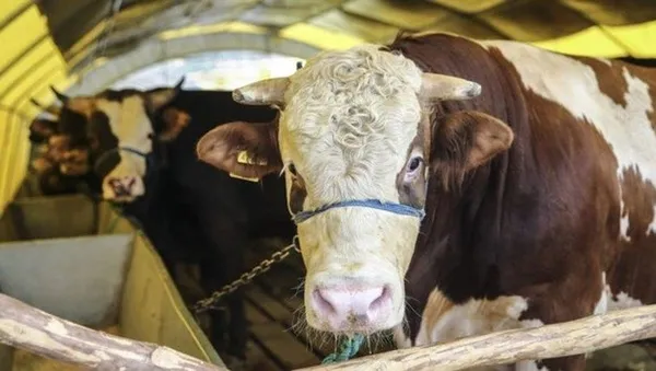 Zincir marketler kurbanlık satışı için kolları sıvadı: Küçükbaşlar 1490 TL-4