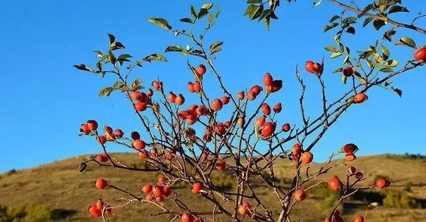 Kabızlığa kuşburnu