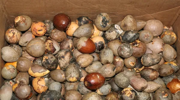 avokado-antalya-alanyada-alisveris-araci-oldu-cekirdeginin-tanesi-1-tl-1611039720638.jpg Avokado Antalya Alanya'da alışveriş aracı oldu! Çekirdeğinin tanesi 1 TL-8