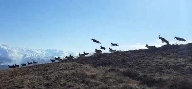 Afrika değil Erzincan! Vaşak dağ keçisi sürüsüne böyle saldırdı-1