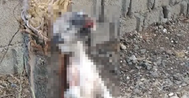 Kahramanmaraş’ta köpeği ayaklarından bağlayıp öldürdüler