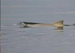 Dünyada ilk kez görüntülendi