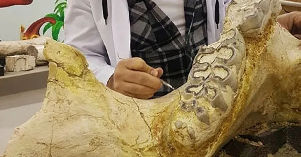 Kayseri’de 3 yılda bine yakın fosil bulundu