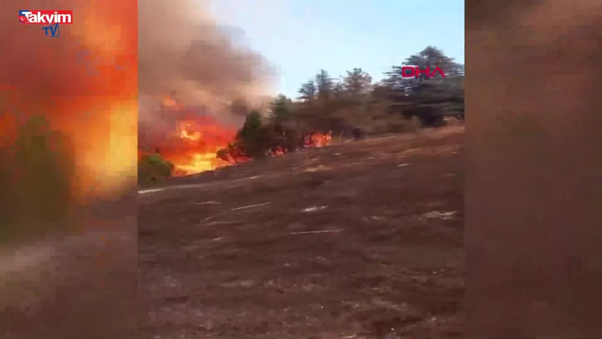 Yer: Kahramanmaraş! Arıları sakinleştirmek isterken 80 hektar ormanı yaktı