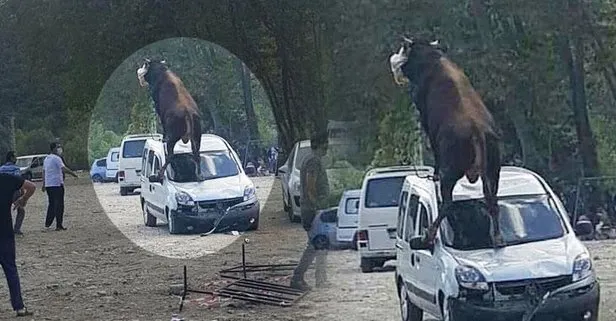 Samsun'da kaçan boğa çılgına döndü