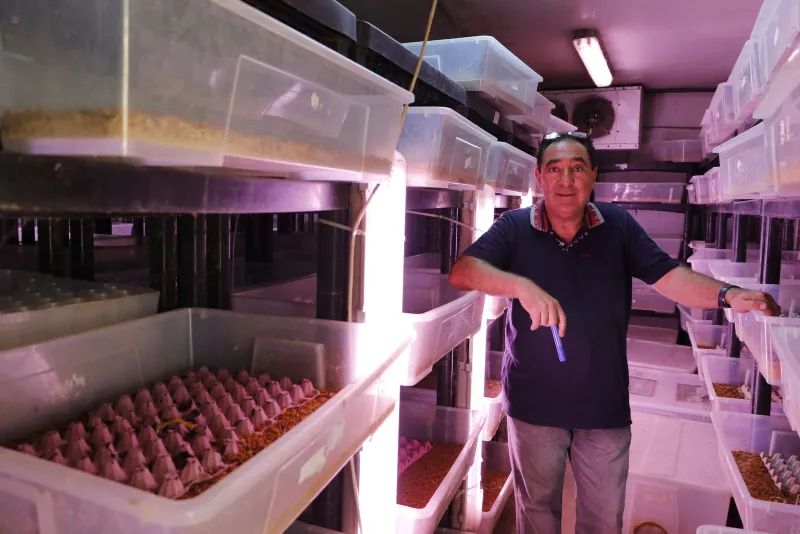 Antalya'da çekirgenin kavurmasını yapıp ailesine yediriyor! - 1