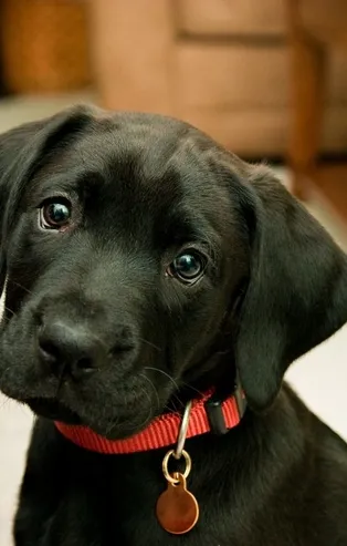 Rüyada siyah köpek görmek ne anlama gelir?