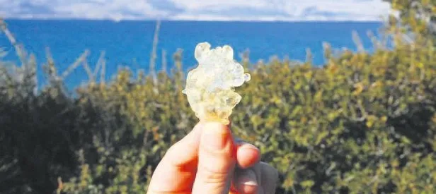 Damla sakızının kilosu 1.100 TL