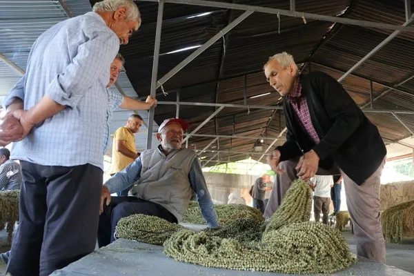 kilosu-800-850-lira-amasya-tasovada-cicek-bamyasi-dugunlerde-gram-altin-yerine-takiliyor-1657001996103.jpg Kilosu 800-850 lira! Amasya Taşova'da çiçek bamyası düğünlerde gram altın yerine takılıyor-6