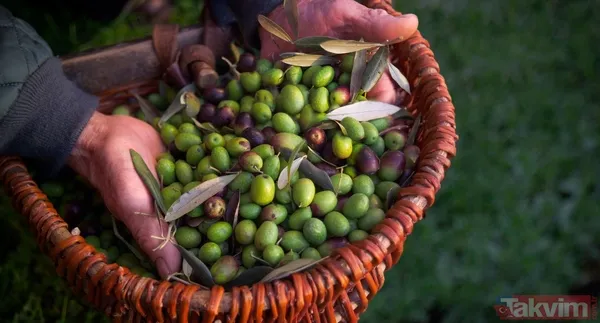 Zeo Riviera Zeytinyağı 1 L Fiyat: ₺209,00