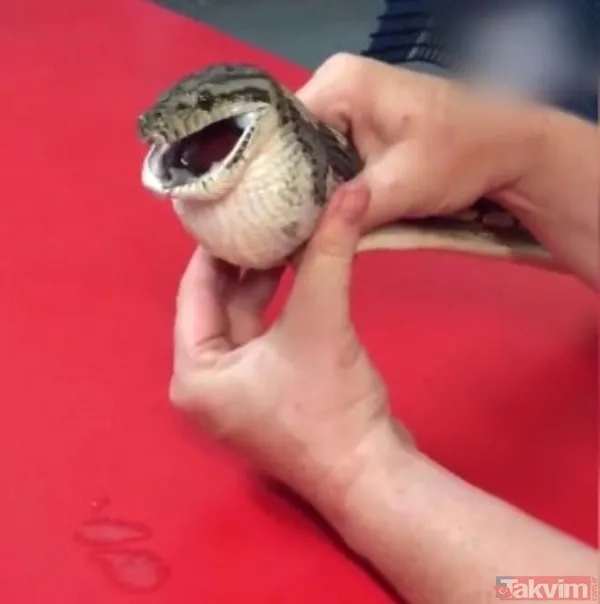 Midesine güvenenler baksın! Kulak ağrısıyla hastaneye giden adamın kulağından çıkanlar dünyayı şoke etti - 38