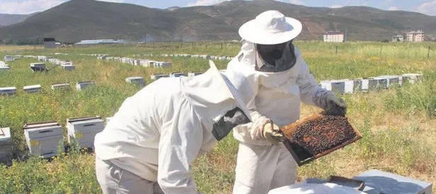 Ormanlar arıcıların hizmetine açılıyor