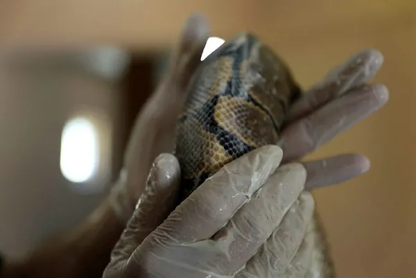 turkiyenin-en-buyuk-hayvanat-bahcesi-olan-gaziantep-hayvanat-bahcesinde-deri-degistiren-yilanlara-sut-banyosu-yaptiriliyor-1625128901630.jpg Türkiye'nin en büyük hayvanat bahçesi olan Gaziantep Hayvanat Bahçesi'nde deri değiştiren yılanlara süt banyosu yaptırılıyor-8