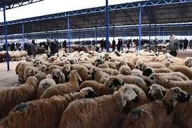 son-dakika-hayvan-pazarlari-acildi-mi-ne-zaman-acilacak-2023-hayvan-pazarlari-kapatildi-mi-neden-aciklama-geld-1682318082449.jpg 2023 Hayvan pazarları kapatıldı mı, neden? AÇIKLAMA GELDİ! Son dakika: Hayvan pazarları açıldı mı, ne zaman açılacak?-5