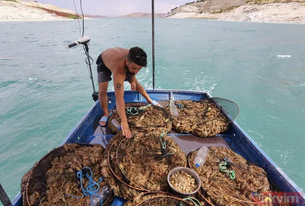 Ayda 100 bin lira kazanıyor! İşletme bitirip köyüne döndü kerevit avlayıp satıyor - 4