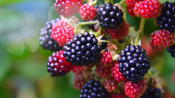 Kansere karşı bazı gıdalar güçlü bir kalkan oluşturuyor! İşte kansere iyi gelen yiyecekler-5