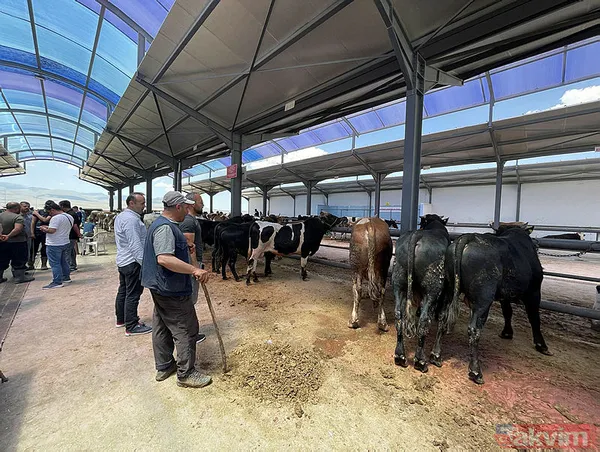 Diyanet, LÖSEV, KIZILAY, İHH, Mehmetçik Vakfı kurban bağış bedeli 2023! Kurban bağış bedeli ne kadar, kaç TL? Vakıflara nasıl bağış yapabilirim? - 6