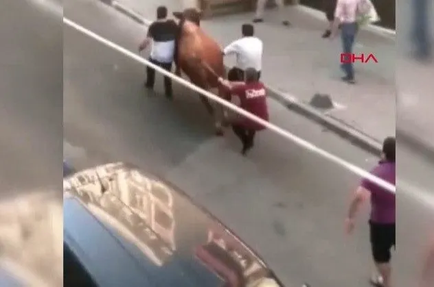 İstanbul'da kaçak boğa operasyonu