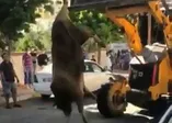 Şanlıurfa'da tepki çeken görüntü! Kurbanlık danayı ayağından asıp...