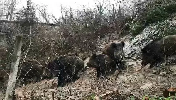 İstanbul’da domuz sürüsü korkuttu-3