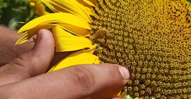 Trakya'dan sonra Samsun Bafra'da da tırtıl görüldü! Çiftçiler alarma geçti