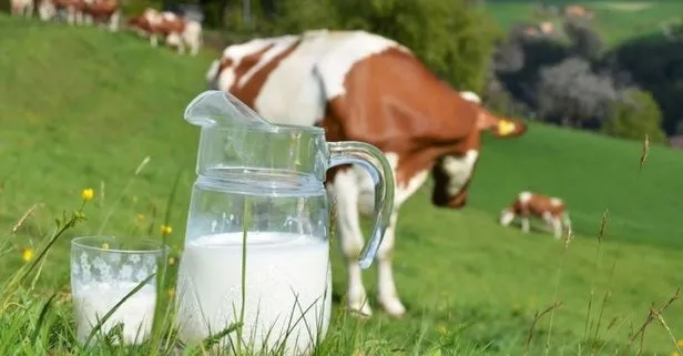 Ödemeler başlıyor! Çiğ süt desteği nasıl alınır? Çiğ süt desteği ne zaman yatacak?