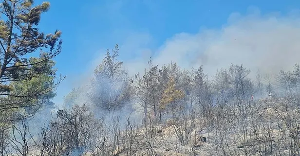 Muğla Bodrum'da orman yangını! Havadan ve karadan müdahale