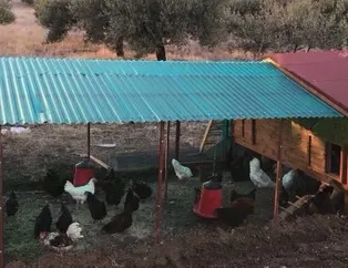 Rüyada kümes görmek ne anlama gelir?