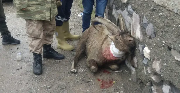 Yaralı dağ keçisine Mehmetçik'ten şefkat eli