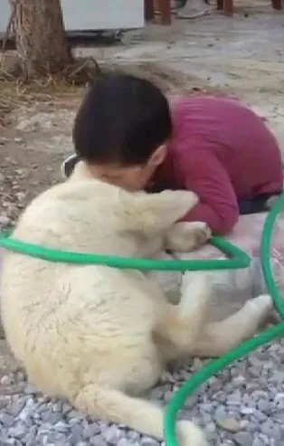 Sivas'ta köpeği ısıran küçük çocuk ilgi odağı oldu! Görenler gülme krizine girdi