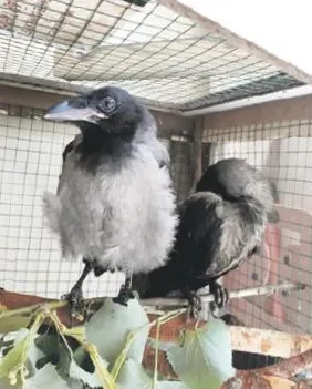 Evinde yaralı kargaya bakan kadına kesilen para cezası iptal edildi-1