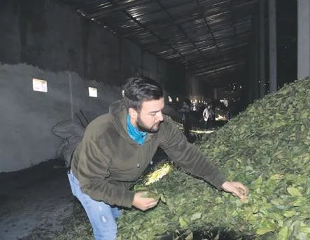 Dünyaya defne yaprağı yolluyor