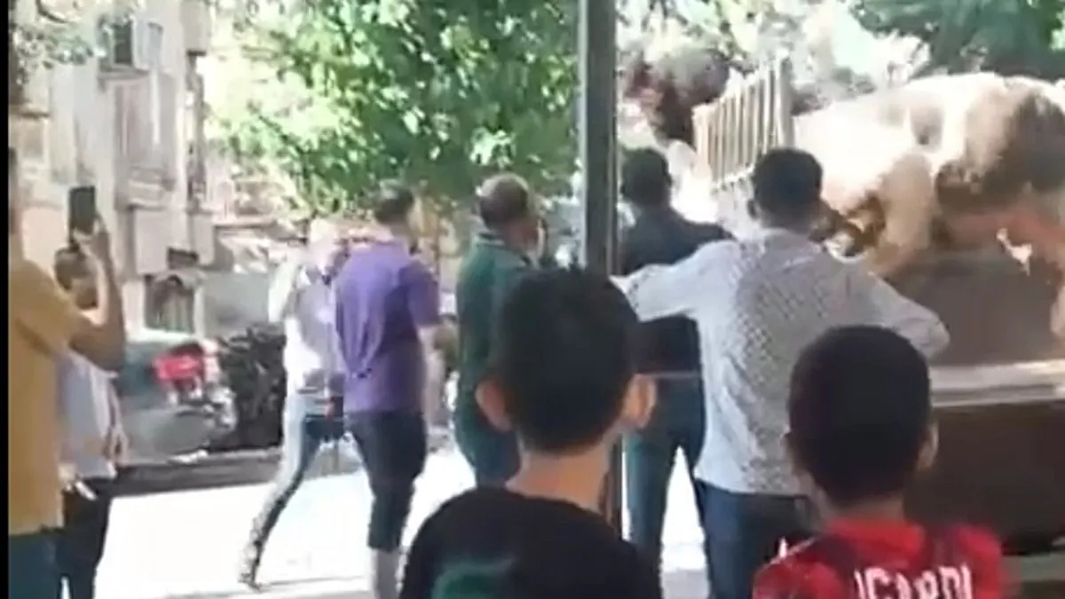 Kamyon kasasında boğa saldırdı! O anlar kamerada